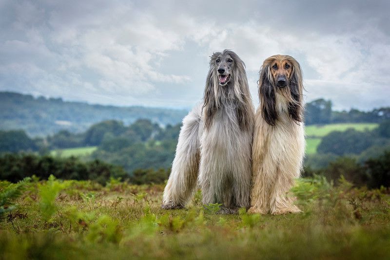 Afghan Hound price range. Afghan Hound puppies for sale cost