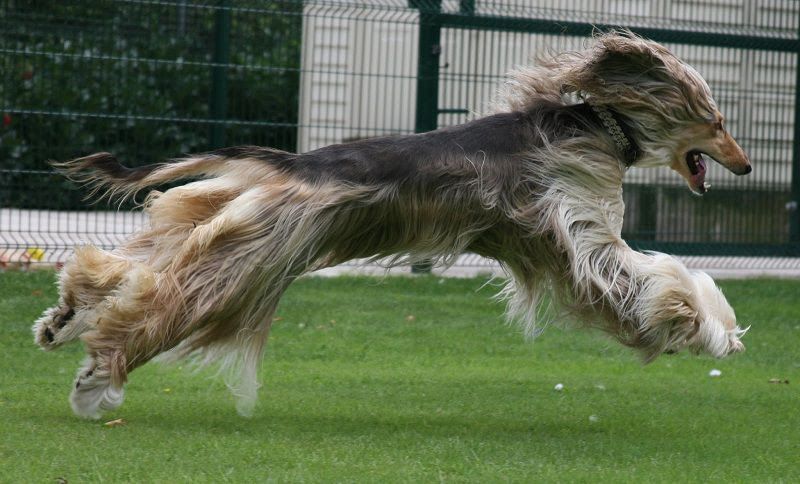 Afghan Hound price range. Afghan Hound puppies for sale cost