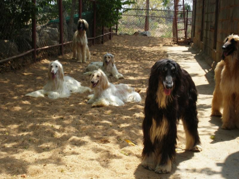 Afghan Hound price range. Afghan Hound puppies for sale cost