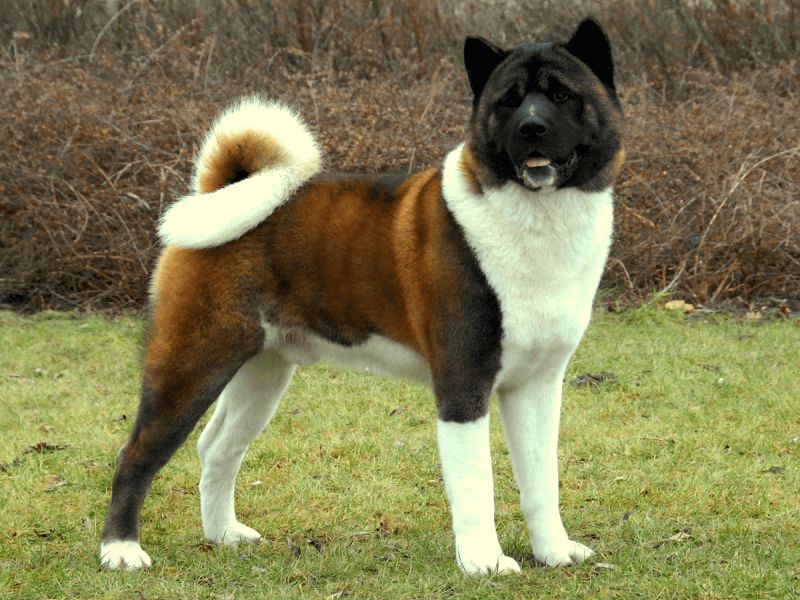 Akita Inu temperament. Japanese & American Akita characteristics