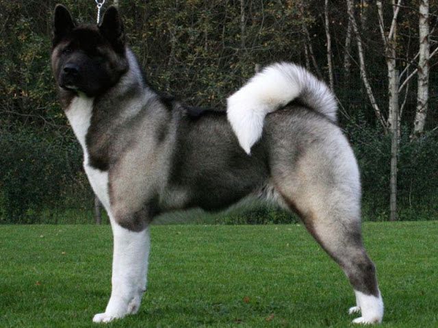 Japanese & American Akita dog price range. How much are akita puppies