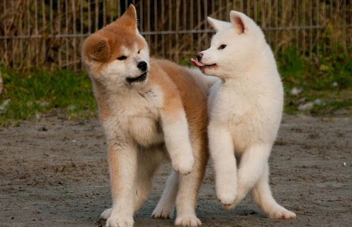 Japanese & American Akita dog price range. How much are akita puppies