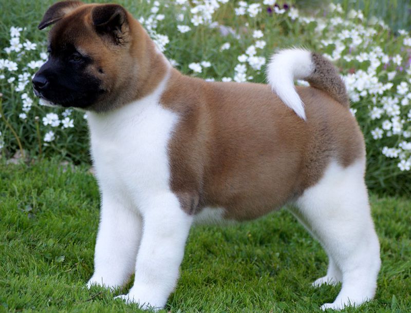 Akita dog price range. How much are American Akita puppies?