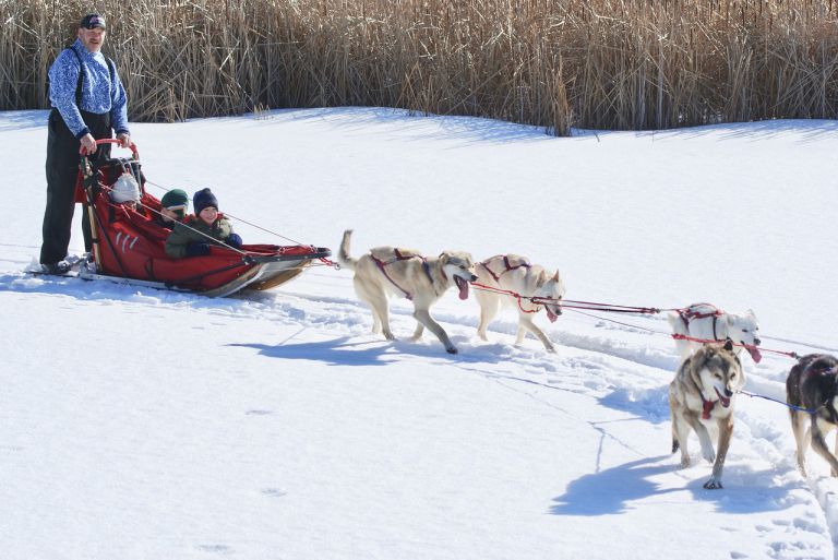 Alaskan Husky Vs. German Shepherd – Characteristics & Facts