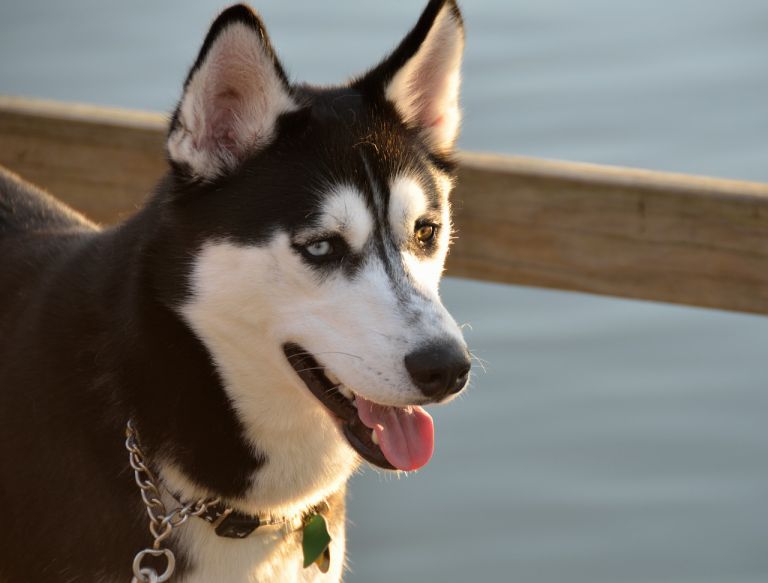 Alaskan Husky Vs. German Shepherd – Characteristics & Facts