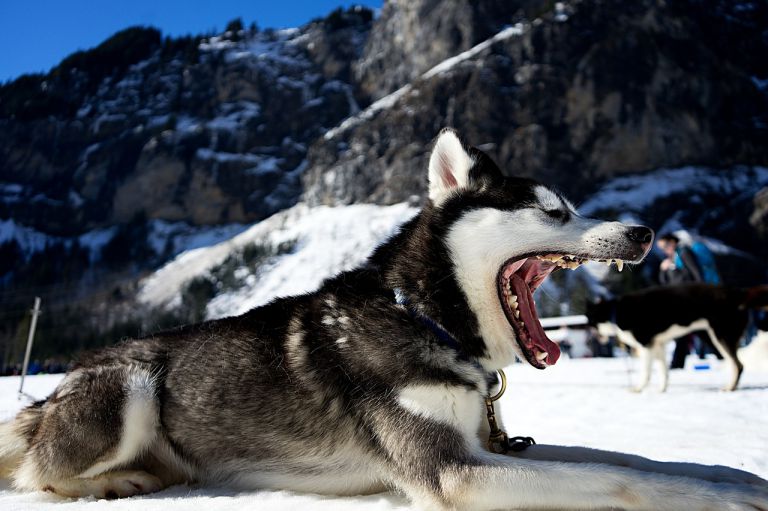 Alaskan Husky Vs. German Shepherd – Characteristics & Facts