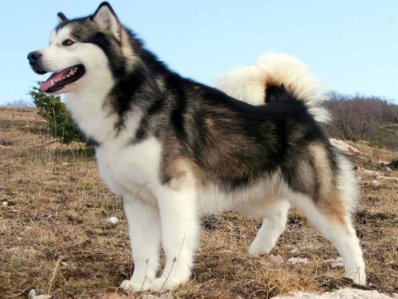 Alaskan Malamute temperament & characteristics. Malamute infomation