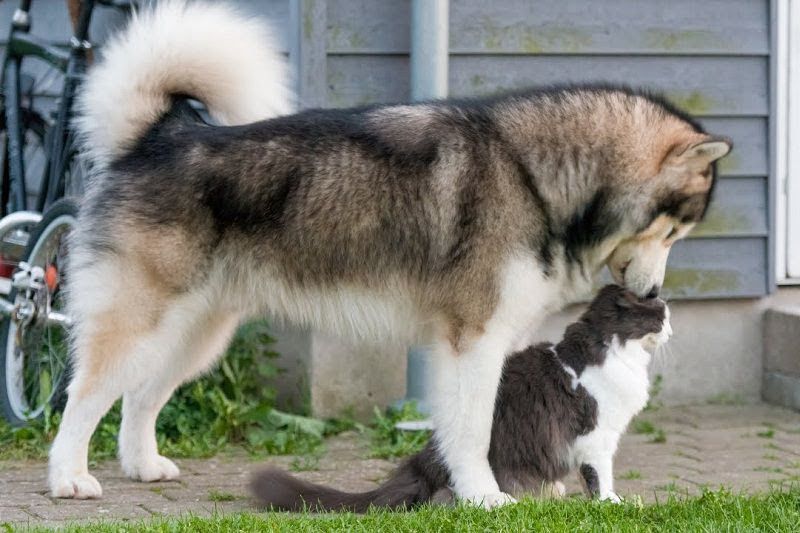 How to take care of Alaskan Malamute? Alaskan Malamute training