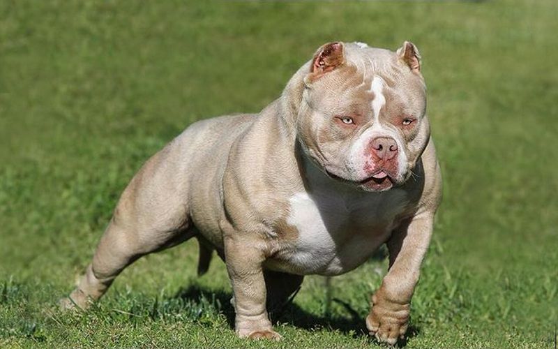 American Bully price range. Bully cost. Where to buy Bully puppies?