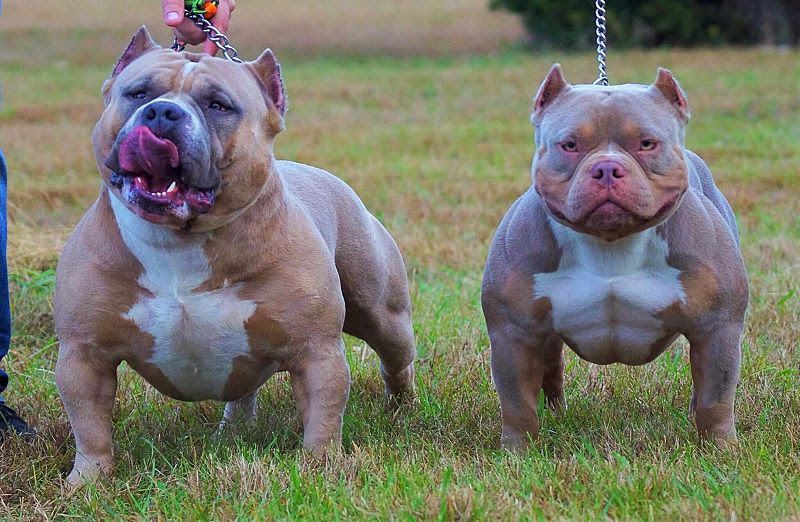 American Bully price range. Bully cost. Where to buy Bully puppies?