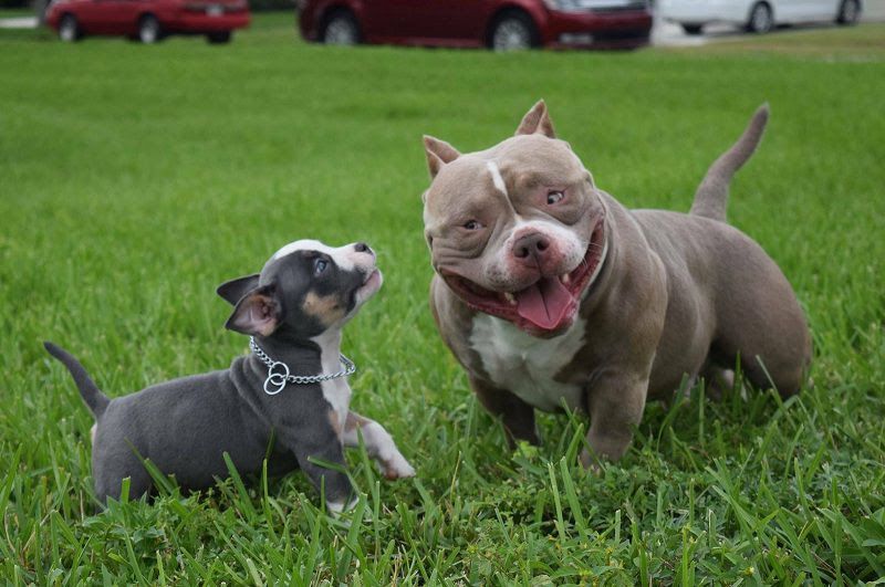 American Bully price range. Bully cost. Where to buy Bully puppies?