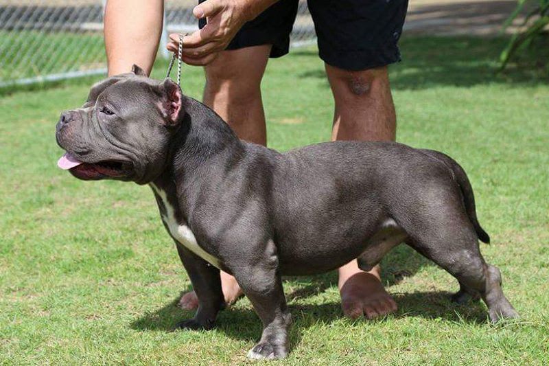 American Bully price range. Bully cost. Where to buy Bully puppies?