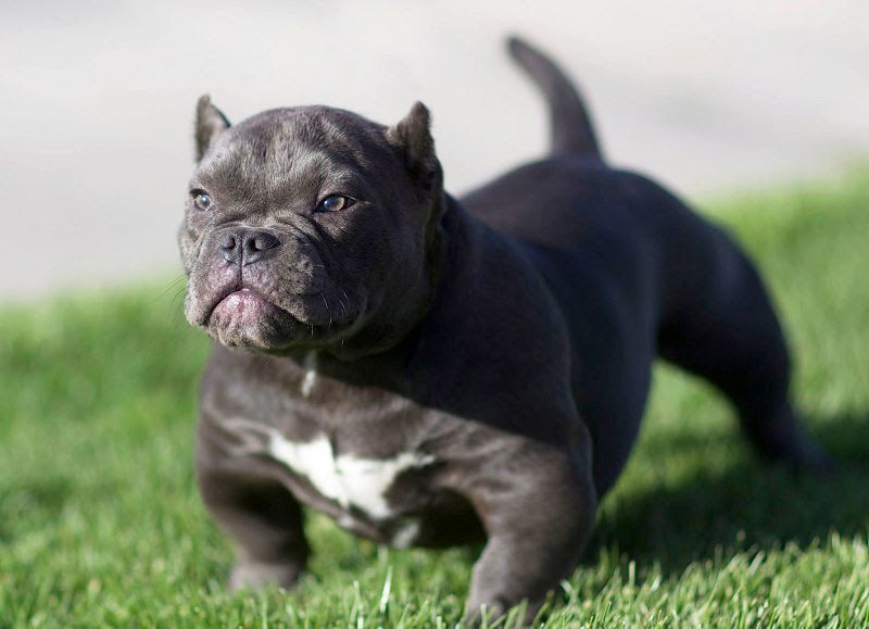 American Bully price range. Bully cost. Where to buy Bully puppies?