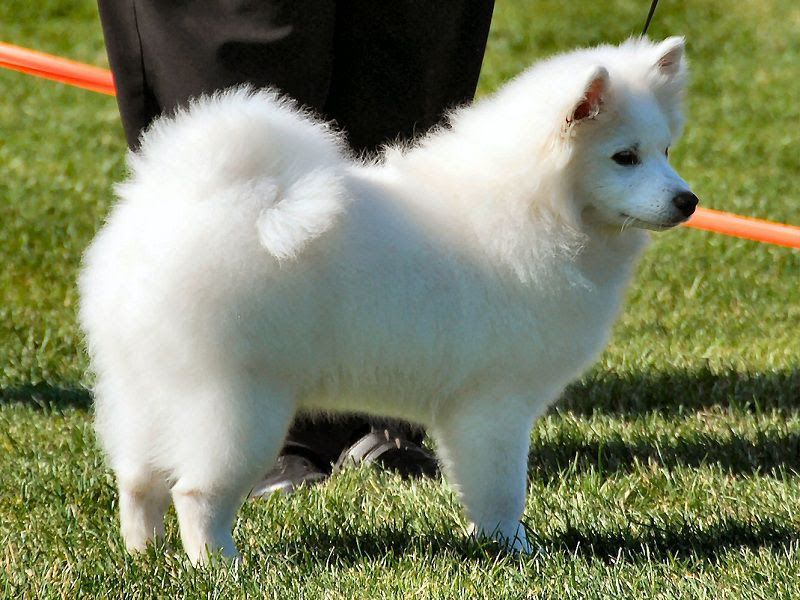 American Eskimo dog price range. Where to find American Eskimo puppies for sale?