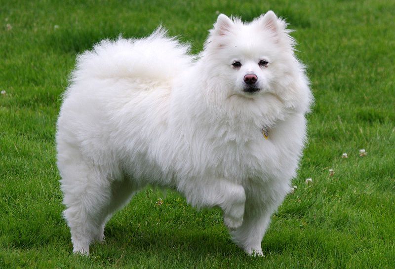 American Eskimo dog price range. Where to buy American Eskimo puppies?