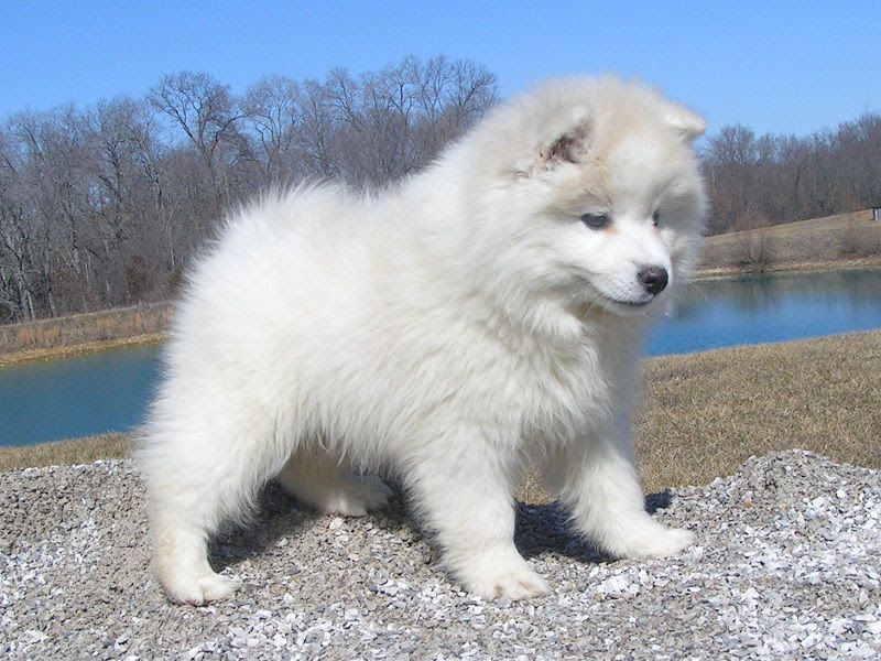 American Eskimo dog price range. Where to find American Eskimo puppies for sale?