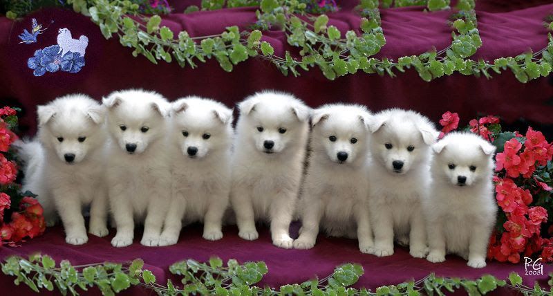 American Eskimo dog price range. Where to find American Eskimo puppies for sale?