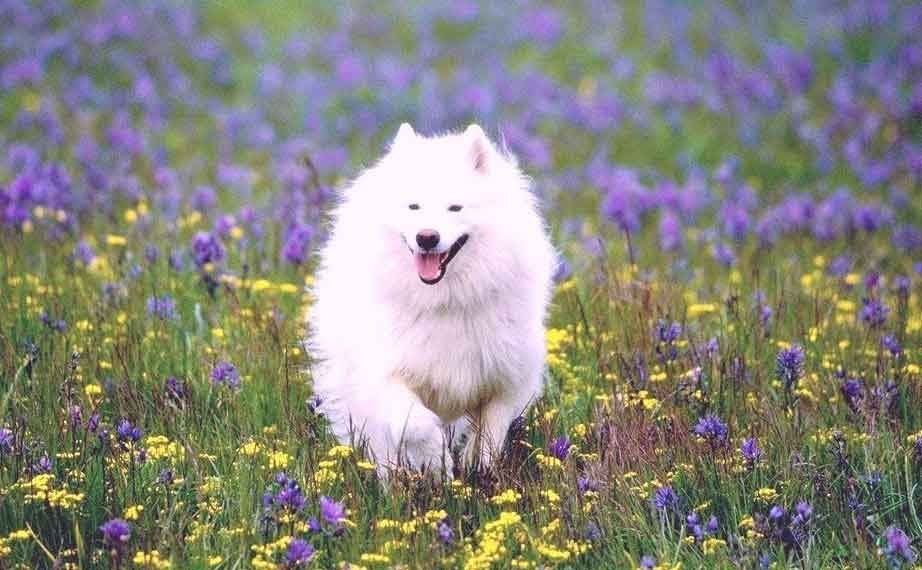 American Eskimo dog price range. Where to find American Eskimo puppies for sale?