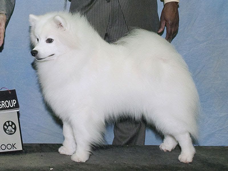 American Eskimo dog price range. Where to find American Eskimo puppies for sale?