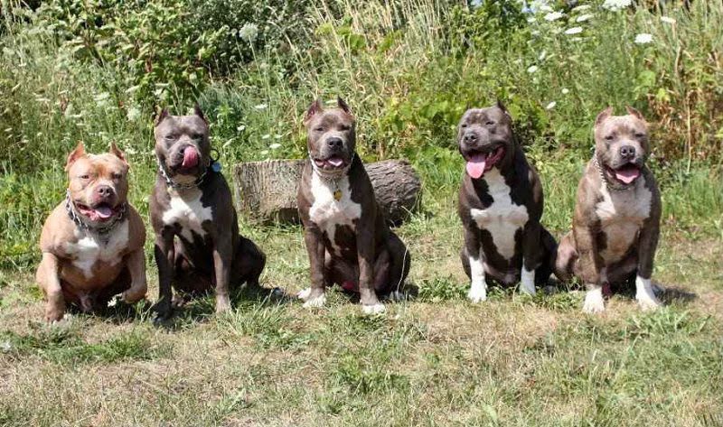 PitBull dog price & cost range. Where to buy American Pit Bull puppies?