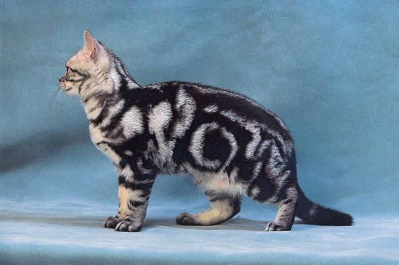 American Shorthair price range. American Shorthair kittens for sale cost?