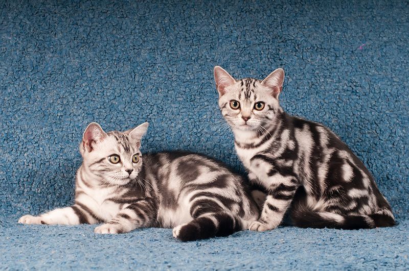 American Shorthair price range. American Shorthair kittens for sale cost?