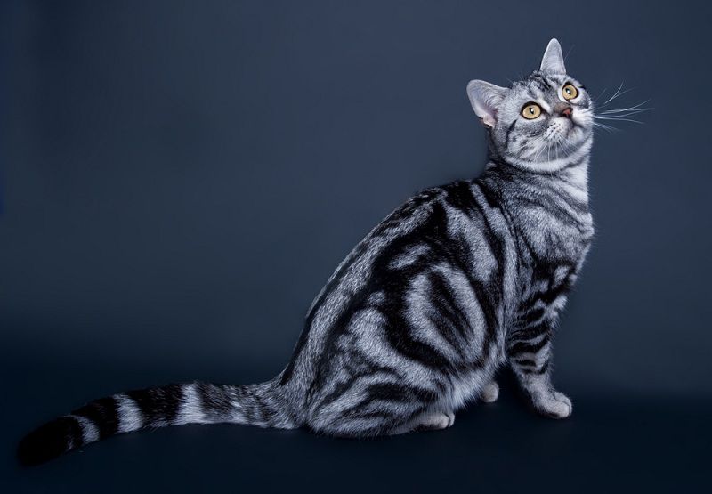 American Shorthair price range. American Shorthair kittens for sale cost?