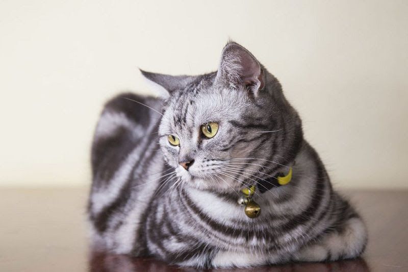 American Shorthair price range. American Shorthair kittens for sale cost?