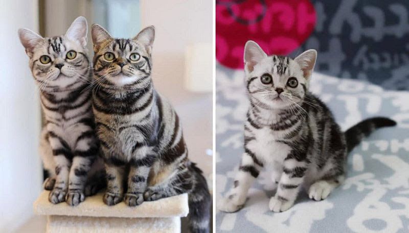 American Shorthair price range. American Shorthair kittens for sale cost?