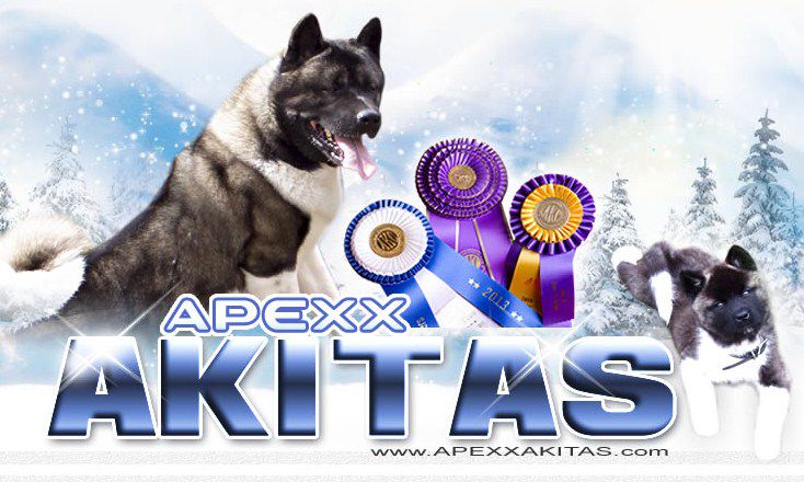 Apexx Akitas - American Akita Breeder in Rahway, New Jersey