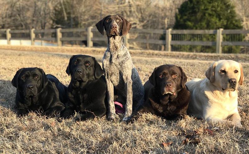 Ashland Labradors - Tennessee. Labrador puppies for sale in Ashland 