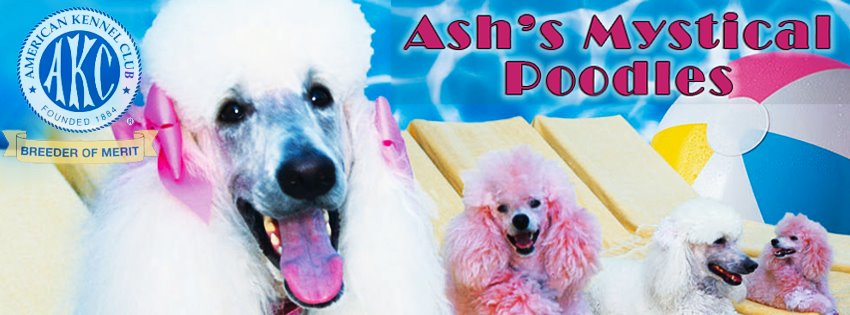 Ash’s Mystical Poodles - Breeder in Nevada. Poodle puppies for sale in Ash’s Mystical