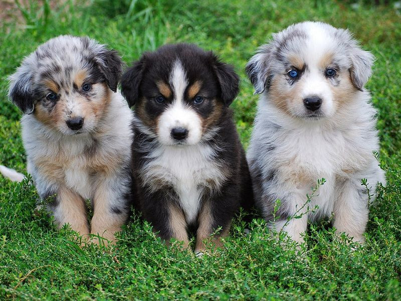 Australian Shepherd price range. Where to buy Australian Shepherd puppies