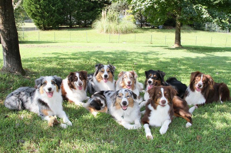 Australian Shepherd price range. Where to buy Australian Shepherd pup