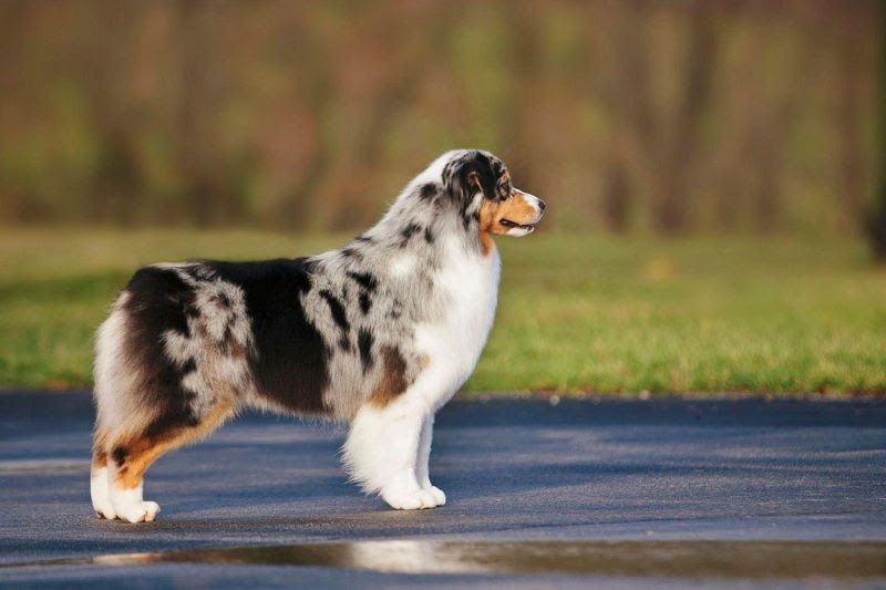 Australian Shepherd price range. Where to buy Australian Shepherd pup