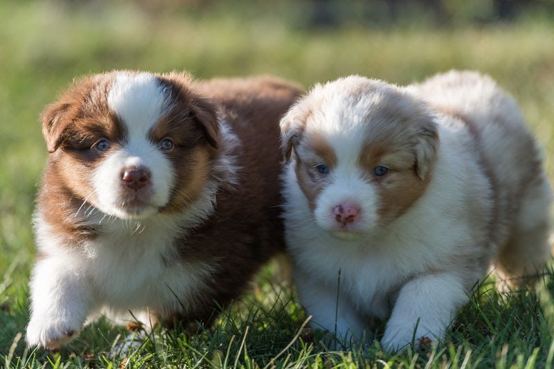 Australian Shepherd price range. Where to buy Australian Shepherd pup