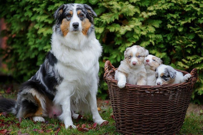 Australian Shepherd price range. Where to buy Australian Shepherd pup