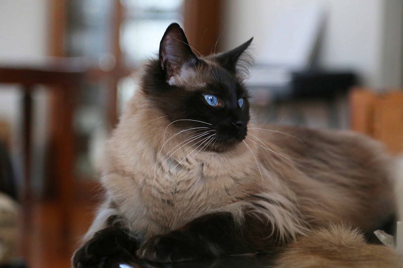 Balinese cat price range. Balinese kittens for sale cost from breeders