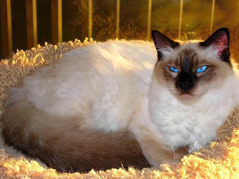 Balinese cat price range. Balinese kittens for sale cost from breeders