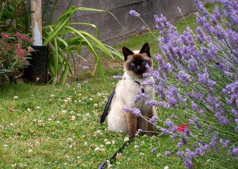 Balinese cat price range. Balinese kittens for sale cost from breeders