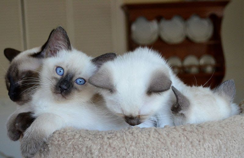 Balinese cat price range. Balinese kittens for sale cost from breeders