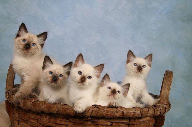 Balinese cat price range. Balinese kittens for sale cost from breeders