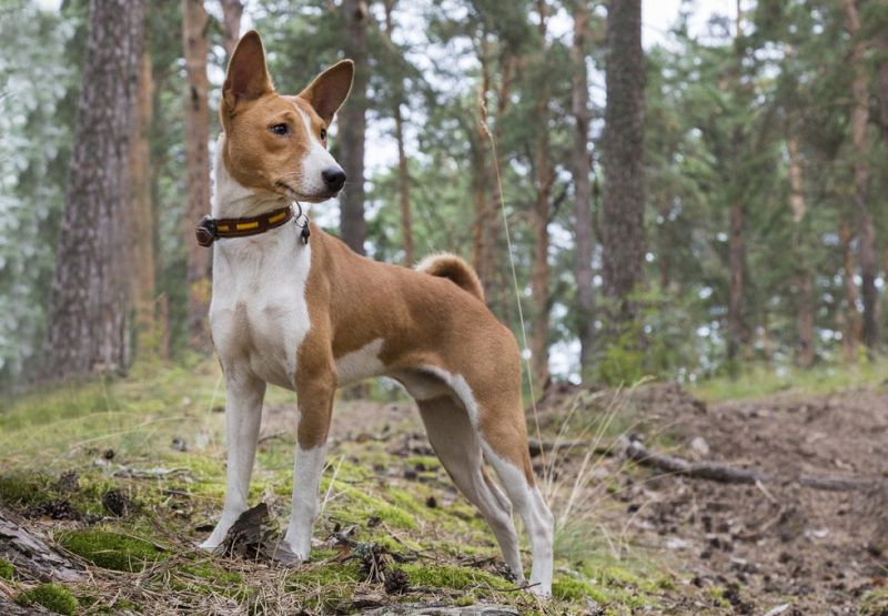 Basenji price range. Basenji puppies cost? Where to buy African Basenji puppies? 