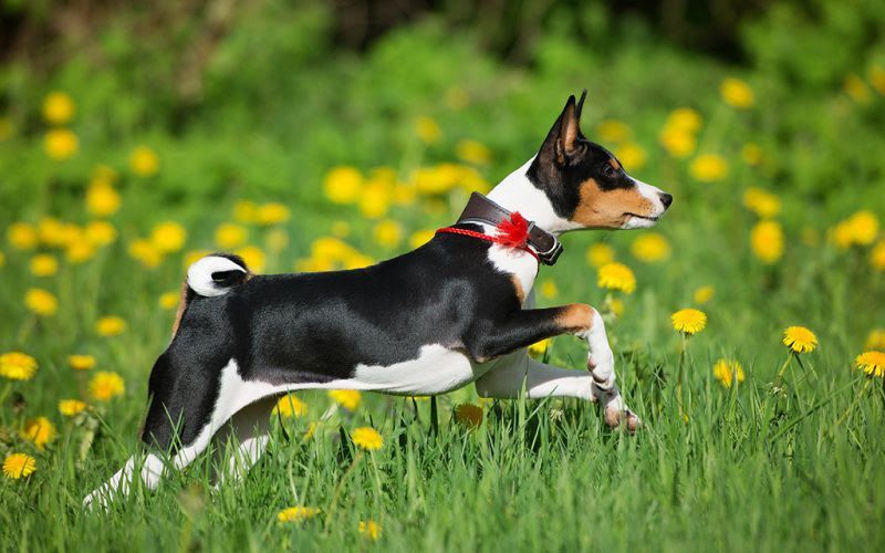 Basenji price range. Basenji puppies for sale cost? Best Basenji breeders