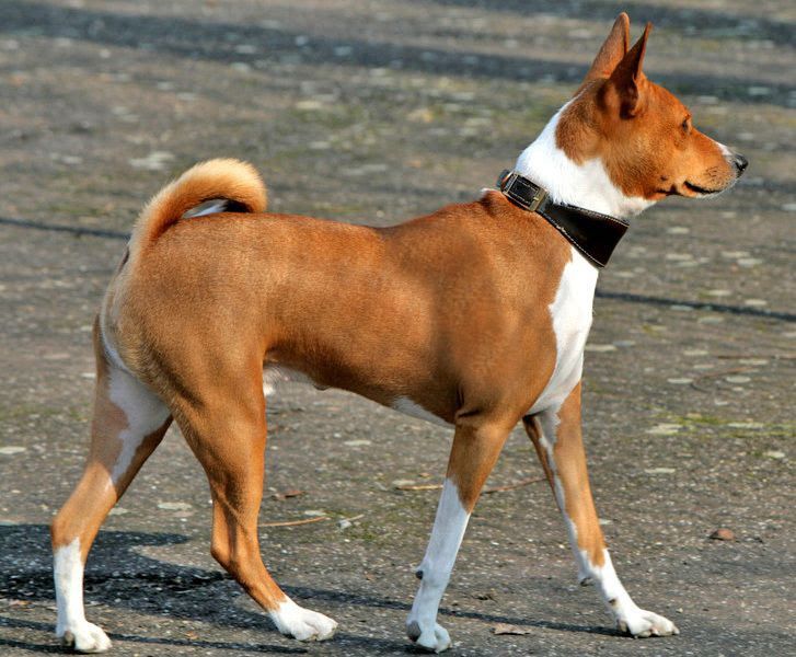 Basenji price range. Basenji puppies for sale cost? Best Basenji breeders