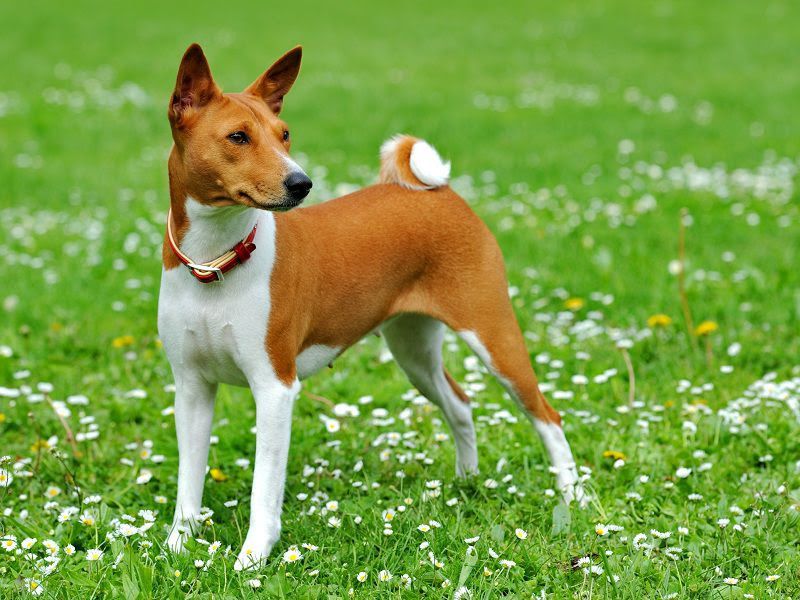 Basenji price range. Basenji puppies for sale cost? Best Basenji breeders