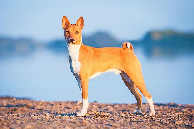 Basenji price range. Basenji puppies for sale cost? Best Basenji breeders