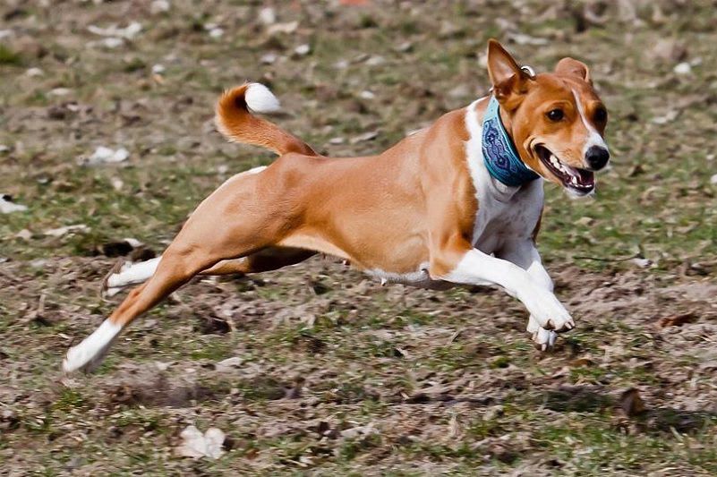 Basenji price range. Basenji puppies for sale cost? Best Basenji breeders