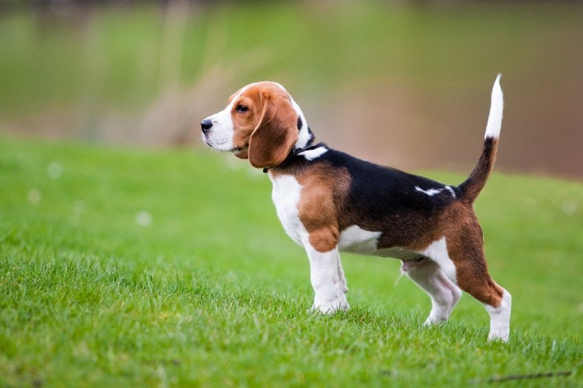 Beagle puppy price & cost range. How much are Beagle puppies for sale?