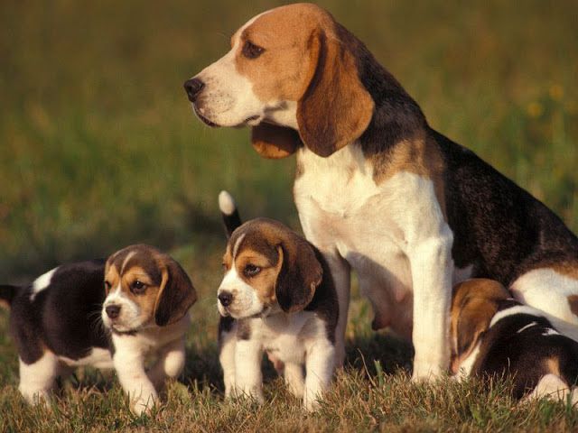 Beagle puppy price & cost range. How much are Beagle puppies for sale?